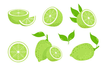 Lime fruits. Citrus slices, isolated green lemons. Fresh vitamin c vector illustration. Citrus lemon, ripe lime juice, fruit foodのイラスト素材