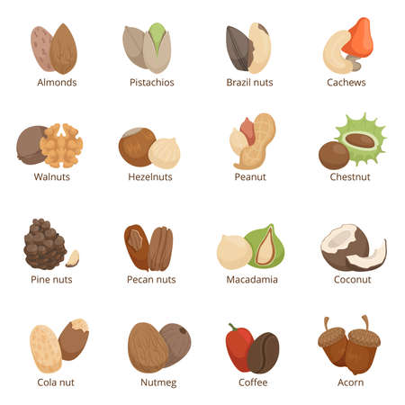 Vector illustration of different nuts. Vector set isolateのイラスト素材