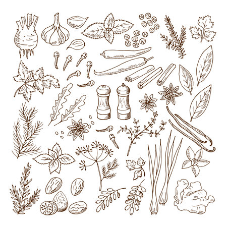 Hand drawn illustrations of different herbs and spices. Vector pictures set isolate on white. Herb spice ingredient, natural organic rosemary and mintのイラスト素材