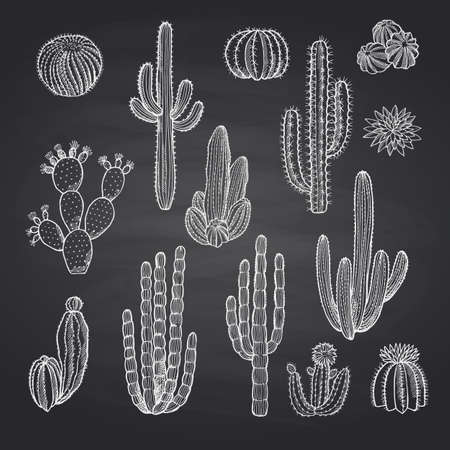 Vector cacti plants set on chalkboardのイラスト素材
