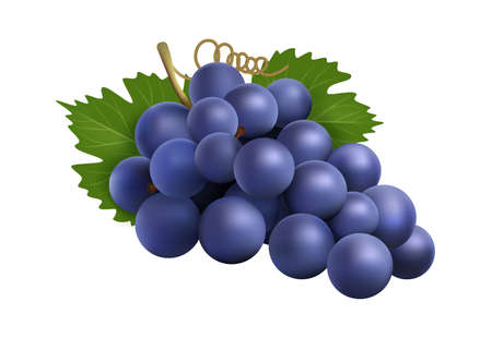 Realistic grape bunch. Black winery grapes, isolated 3d plant with berry and leaves. Eco farm product, raw for wine vector ingredientのイラスト素材