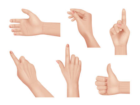 Hands gestures. Realistic human hands anatomy body parts palm and fingers decent vector hands collection isolatedのイラスト素材