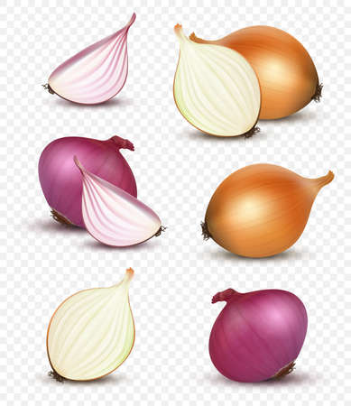 Onion realistic. Natural healthy sliced vegetables decent vector 3d onion products illustration isolatedのイラスト素材