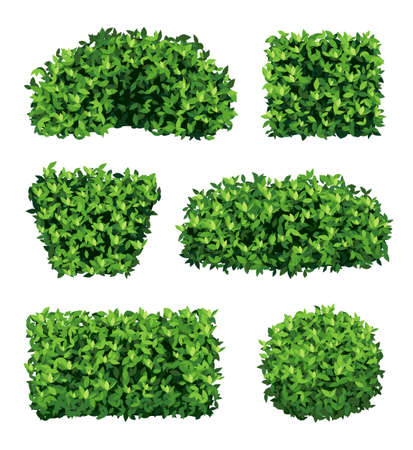 Garden shrub. Green realistic plants for ornamental decoration decent vector collectionのイラスト素材