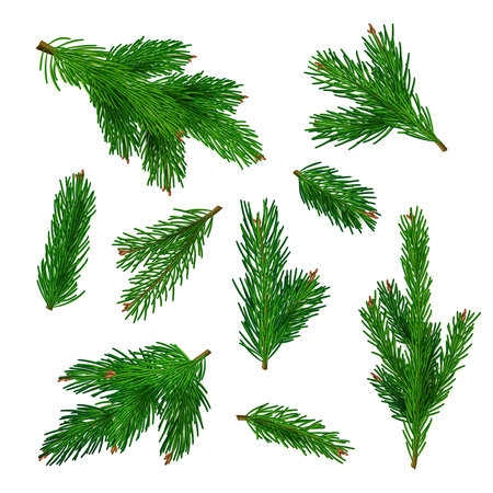 Green tree branches. Xmas traditional plant with needles decent vector botanical winter illustrations of branchesのイラスト素材