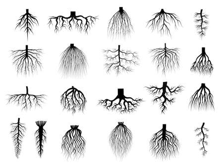 Root plants. Botanical symbols root systems from creep trees recent vector flat collections isolatedのイラスト素材