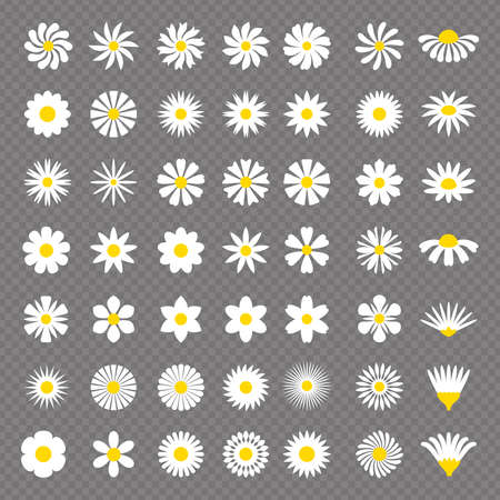 Chamomile set. Herbal stylized botanical illustrations blossom healthy recent vector collection of chamomile flowersのイラスト素材