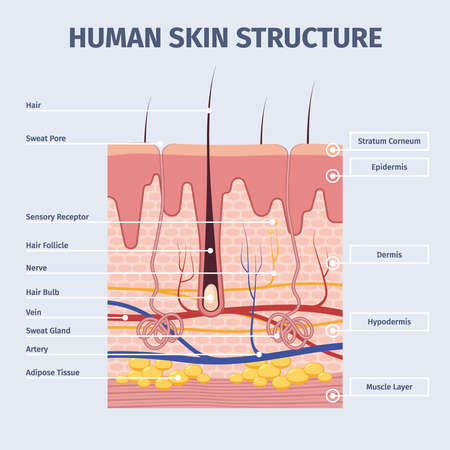 Skin layers. Detailed illustrations of human structure anatomy peles layered garish vector flat infographic template of skinのイラスト素材