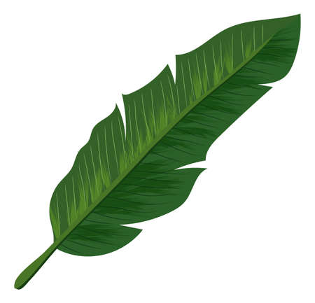 Tropical leaf icon. Exotic plumeria tree foliageのイラスト素材