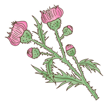 Wild pink flower. Leuzea plant. Maral root herbのイラスト素材