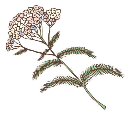 Yarrow plant. Medical herb blooming. Achillea flowerのイラスト素材