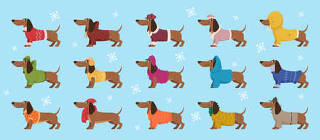Dachshund in clothes. Winter decorative colored sweater on happy dog dachshund exact vector cartoon templatesのイラスト素材