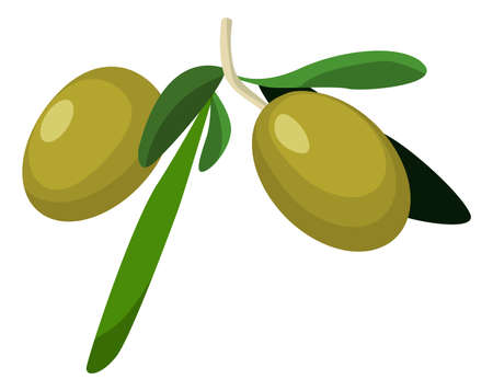 Green olives with leaves. Cartoon fresh berry on branchのイラスト素材