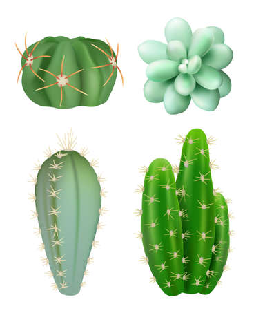Cactuses plants. Decorative realistic succulent green indoor botanical growing plants different forms vector picturesのイラスト素材