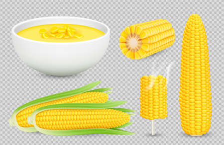 Vector corn collection. Realistic corn cobs isolated on transparent background. Fresh harvest, natural foodのイラスト素材