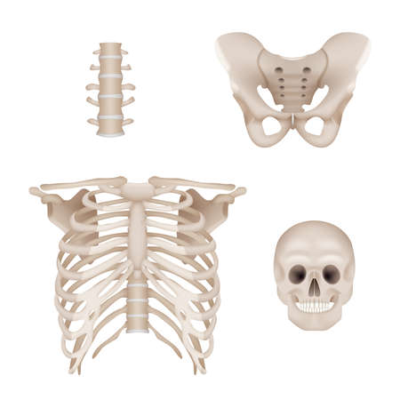 Human skeleton. Skull and bones anatomy for doctors medical realistic vector picturesのイラスト素材