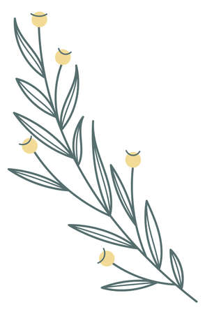 Botanical print element. Yellow flowers herbal branchのイラスト素材
