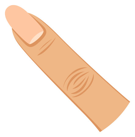 Female finger. Woman body part. Human nailのイラスト素材