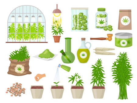 Cannabis. Botanical farming healthy cannabis marijuana planting recent vector pictures isolatedのイラスト素材