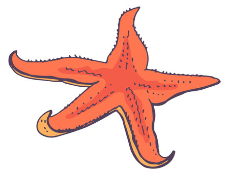 Starfish color sketch. Red underwater animal doodleのイラスト素材