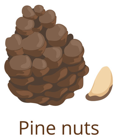 Pine nut icon. Cartoon healthy raw seedのイラスト素材