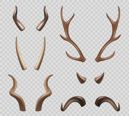 Animals horns. Moose sheep goat different types of horns decent vector realistic illustrationsのイラスト素材