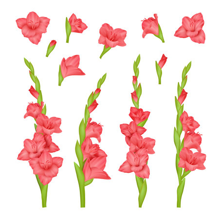 Realistic gladiolus. Colourful buds of beautiful flowers decent vector pictures set isolatedのイラスト素材