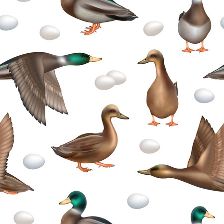 Ducks pattern. Seamless background with wild flying ducks decent vector realistic templateのイラスト素材