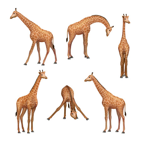 Giraffe. Wild african animals standing giraffe decent vector realistic pictures collectionのイラスト素材