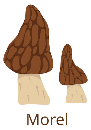 Morel fungus color icon. Conical cup mushroomのイラスト素材