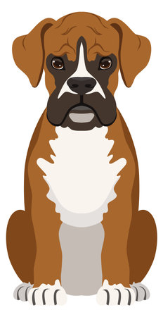 Boxer dog. Fight breed animal. Pet portraitのイラスト素材
