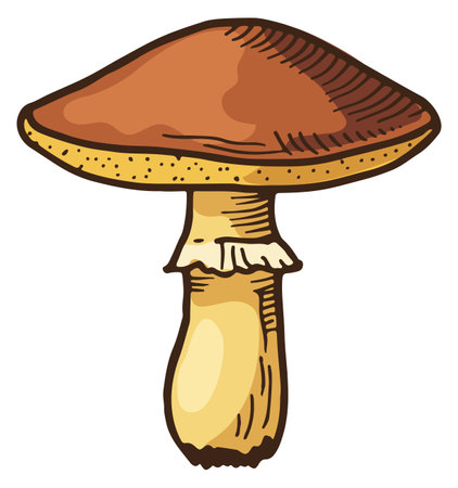Suillus mushroom. Color hand drawn edible fungusのイラスト素材