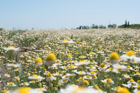 Field with wild camomiles close upの写真素材
