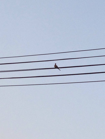 A bird in staveの素材