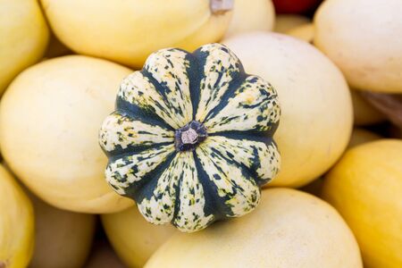 Green Striped Pumpkin on the Yellow Squashesの写真素材