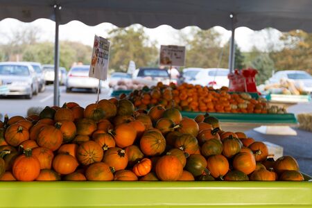 Fresh mini pumpkins are on sale on the market.のeditorial素材