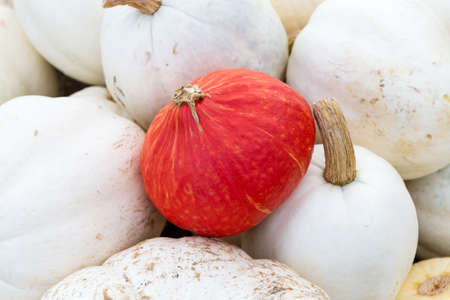 Orange pumpking on top of wite ones perhaps feels lucky.の写真素材