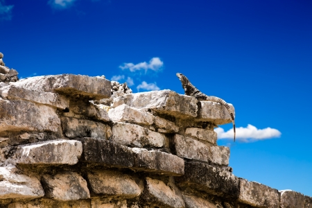 Iguana posing on Mayan Ruinsの写真素材