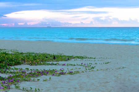 Morning Glory's are at the beach on the sand at sunrise.の写真素材