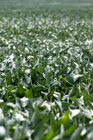 Background image of a crop of lush green vegetables growing in an agricultural field, with shallow dofの写真素材