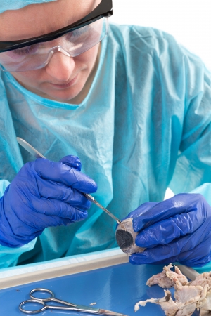 Medical technologist or female pathologist sitting at a desk in the laboratory slicing open a tissue sample with a surgical bladeの写真素材