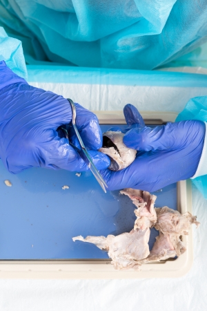 Close up of the gloved hands of ansnatomy student dissecting the eyeball of a sheep using scissors...