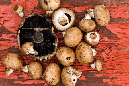 Fresh uncooked portobello and brown agaricus mushrooms lying ready to be used in a savory cooking recipe on a grungy wooden board with cracked peeling red paintの写真素材
