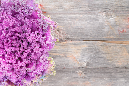 View from above of a fresh head of curly-leaf purple kale on a rustic grungy wooden board with copyspaceの写真素材