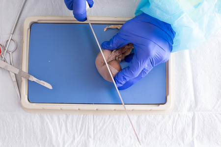 Medical student slicing a sheep kidney in class with a large blade to obtain a cross section so as to be able to study the internal tissue structureの写真素材