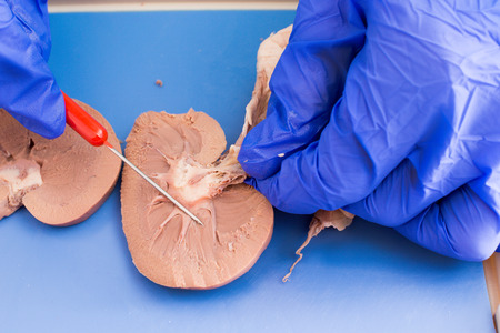 Student studying a dissected sheep kidney in medical school using a cross-section to examine the internal structure of the tissues and blood vesselsの写真素材