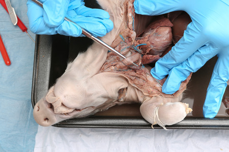 Anatomy student dissecting a preserved fetal pig working with a cross section looking at the structure of the renal systemの写真素材