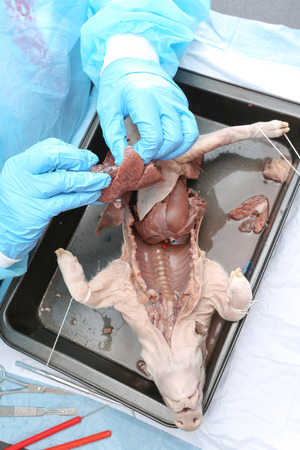 Medical student in physiology class dissecting a fetal pig, showing the internal organsの写真素材