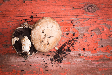 Freshly picked organic portobello mushrooms, one showing the gills and one the cap, with loose soil lying on a grunge red painted wood table with flaking paint の写真素材