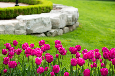 Display of colorful magenta tulips flowering in a flowerbed in a lush green garden with a natural rock retaining wall heralding the start of springの写真素材